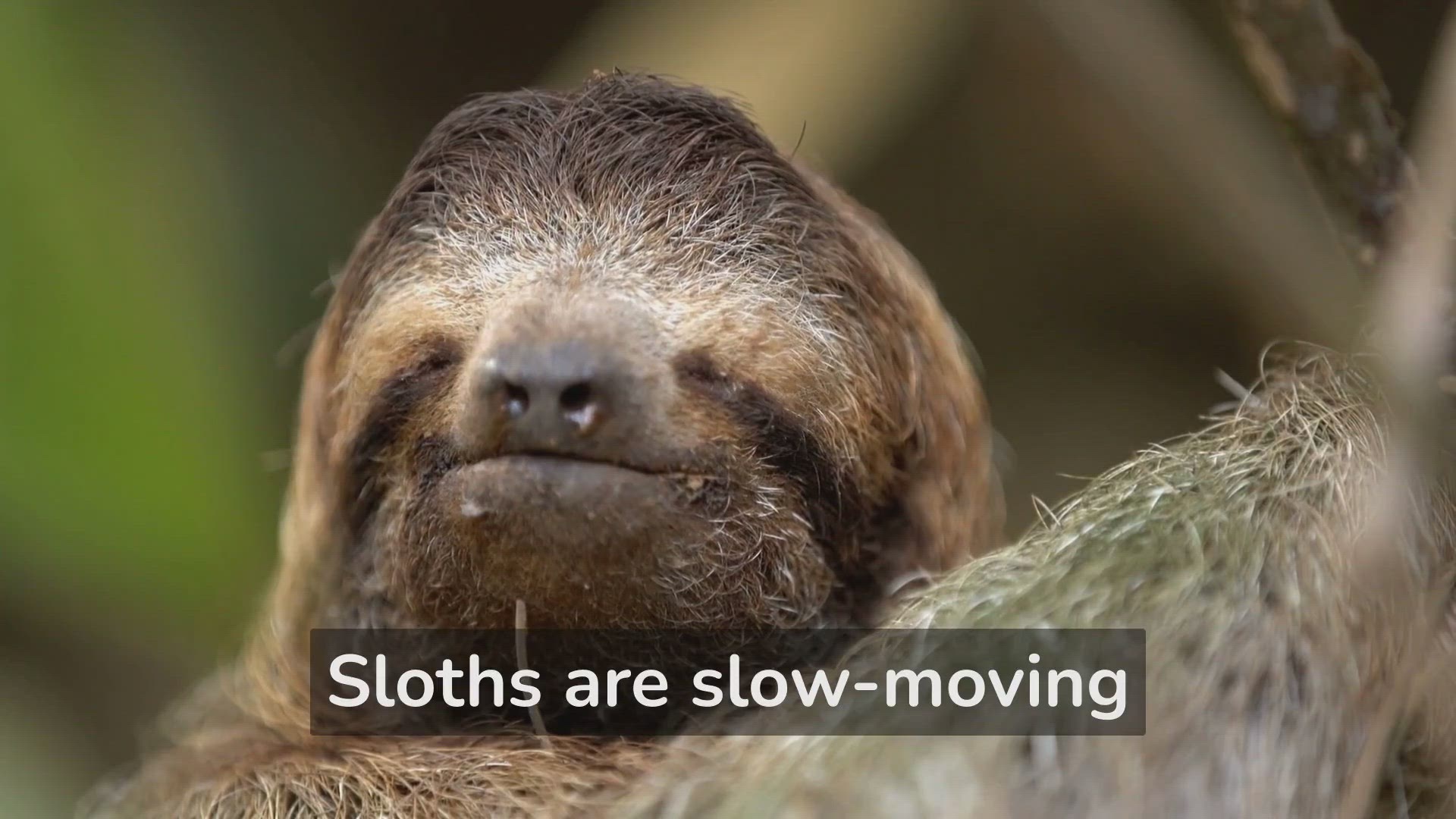 'Video thumbnail for Spotting Sloths: The Slow & Steady Life'