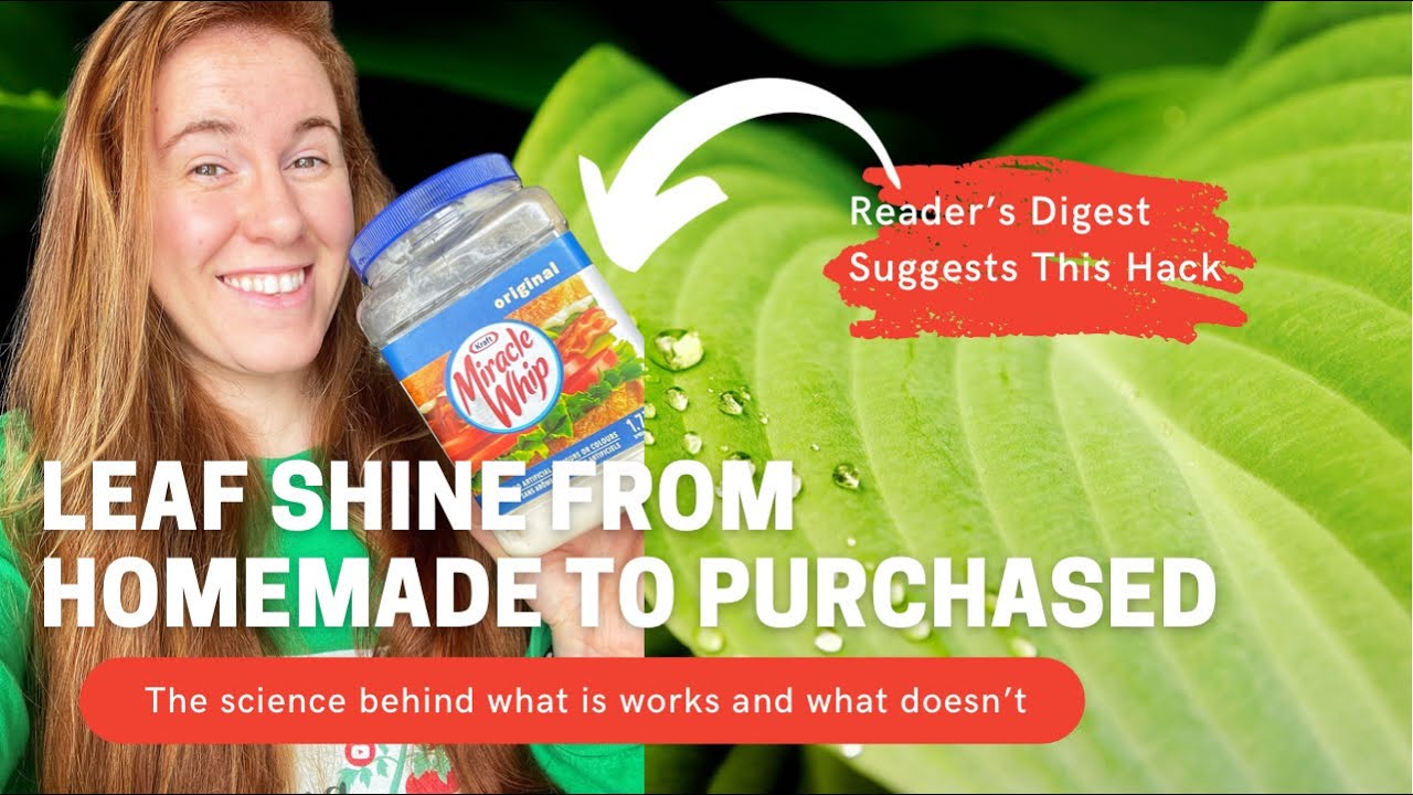 Video thumbnail for Using Mayo For Leaf Shine?! Scientist Opinion On Leaf Shine For Houseplants. The Truth Is Surprising