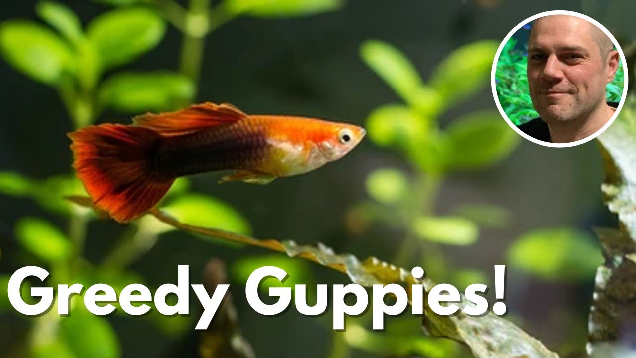 Video thumbnail for Can Guppies Die From Overeating? CAN TOO MUCH FOOD KILL YOUR GUPPIES?