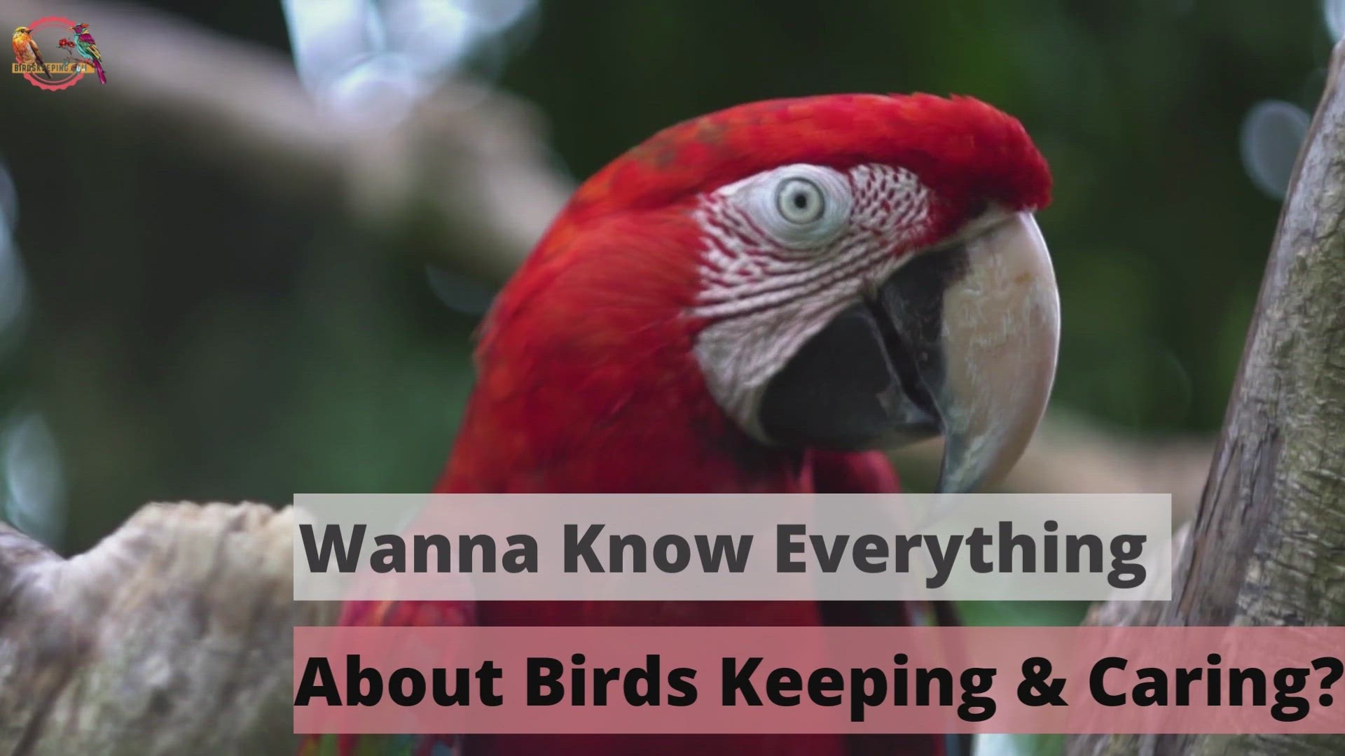 Video thumbnail for Birds keeping