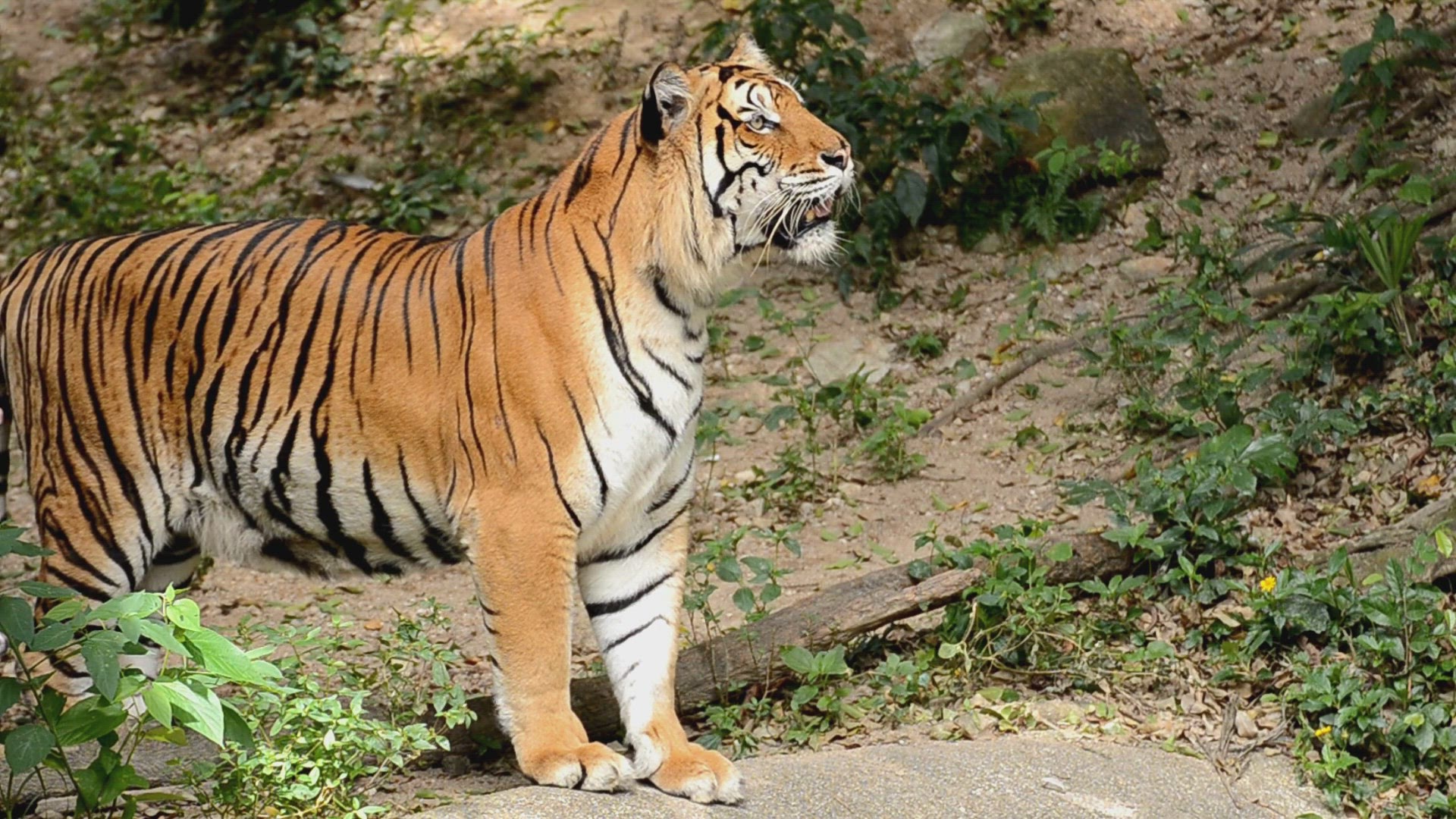 'Video thumbnail for Tiger woman Chinese zodiac video'