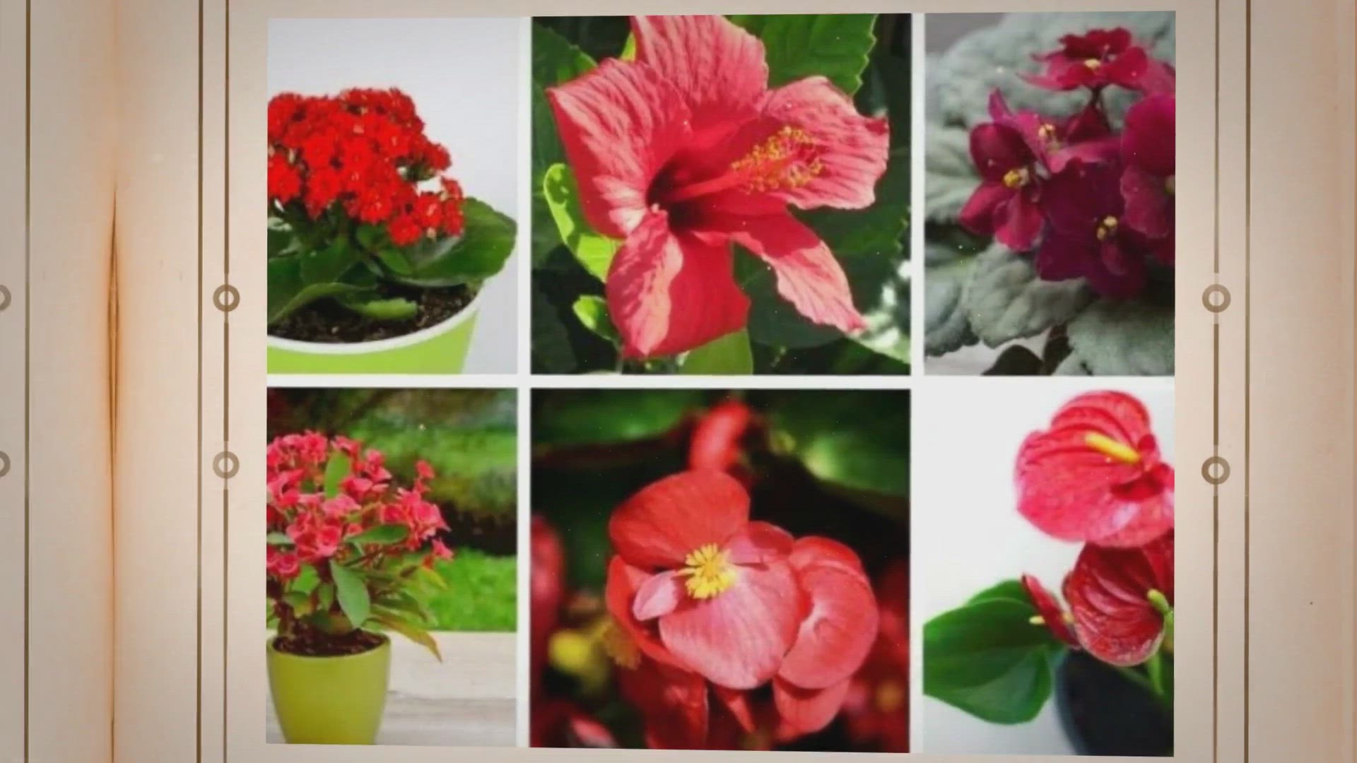 Video thumbnail for 15 wunderschöne Zimmerpflanzen mit roten Blüten