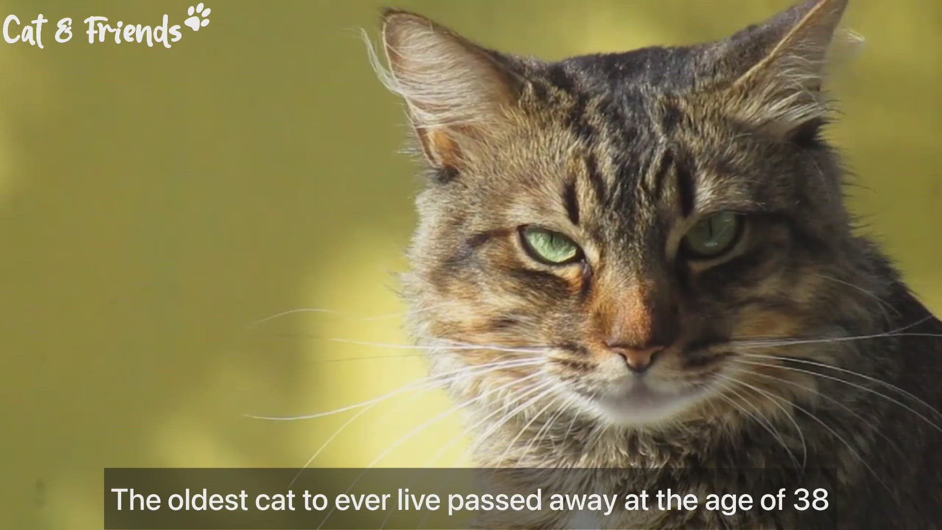 Video thumbnail for 10 ways to make your cat live longer