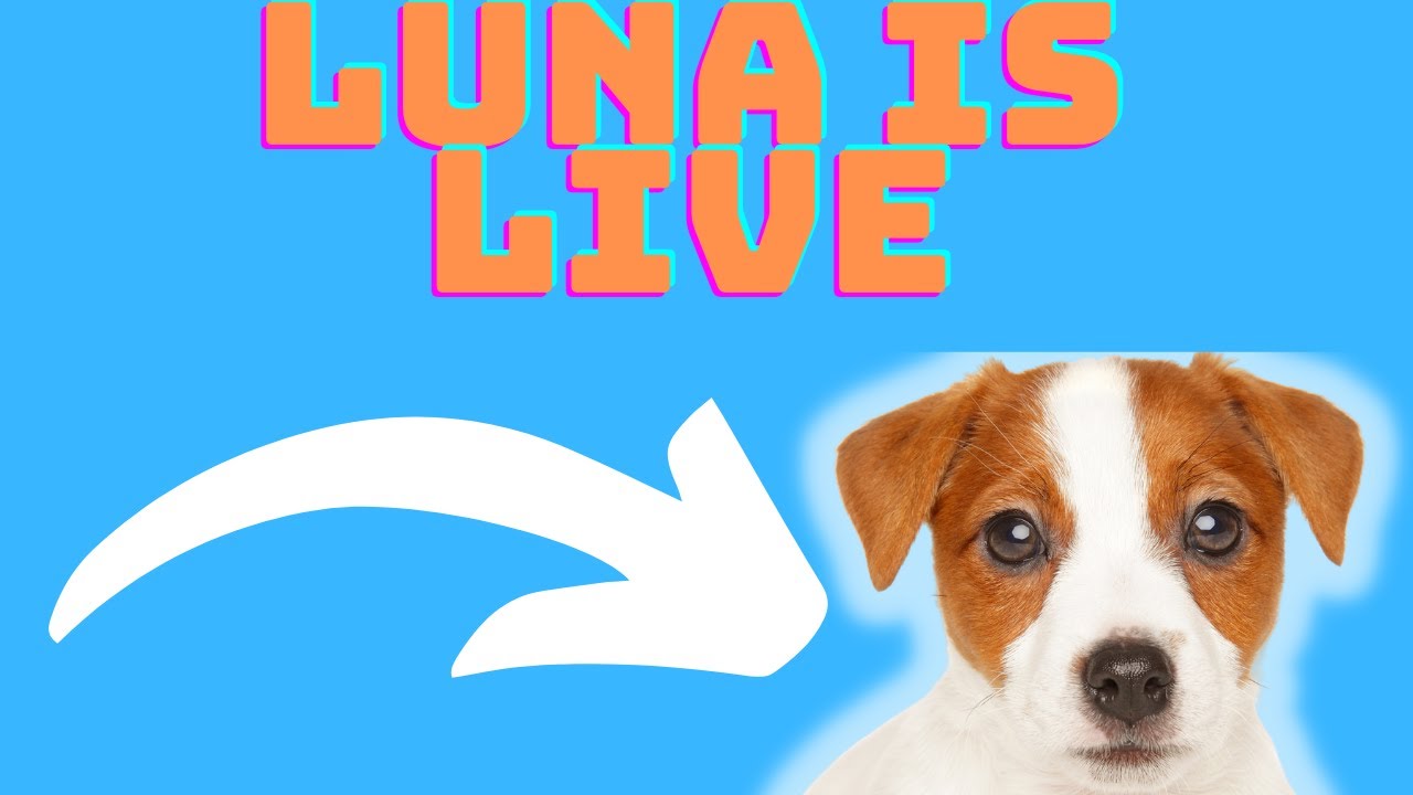 Video thumbnail for Luna Is Live : Questions and Answers On Common Pain Points With Jack Russell Terriers:Hope It Helps