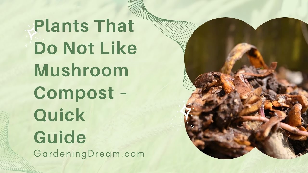 Video thumbnail for Plants That Do Not Like Mushroom Compost – Quick Guide