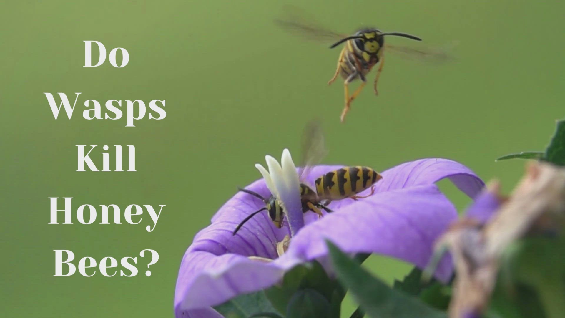 Video thumbnail for Do Wasps Kill Honey Bees?