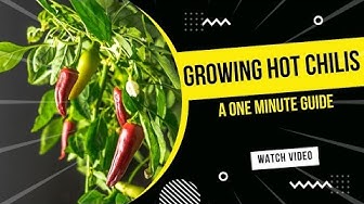Video thumbnail for How to Grow Hot Chilis | Hot Chili Pepper | Red Hot Chilis In One Minute #shorts