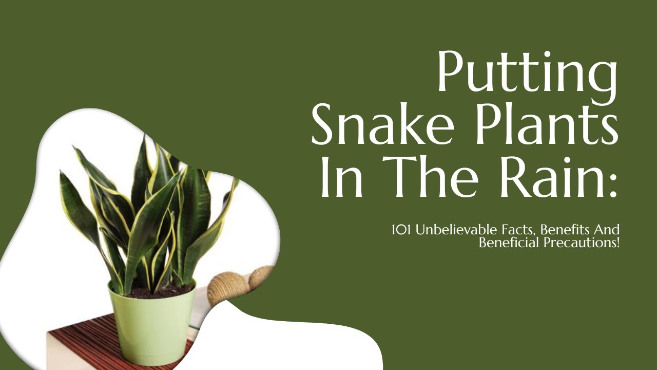 Video thumbnail for Putting Snake Plants In The Rain: 101 Unbelievable Facts, Benefits And Beneficial Precautions!