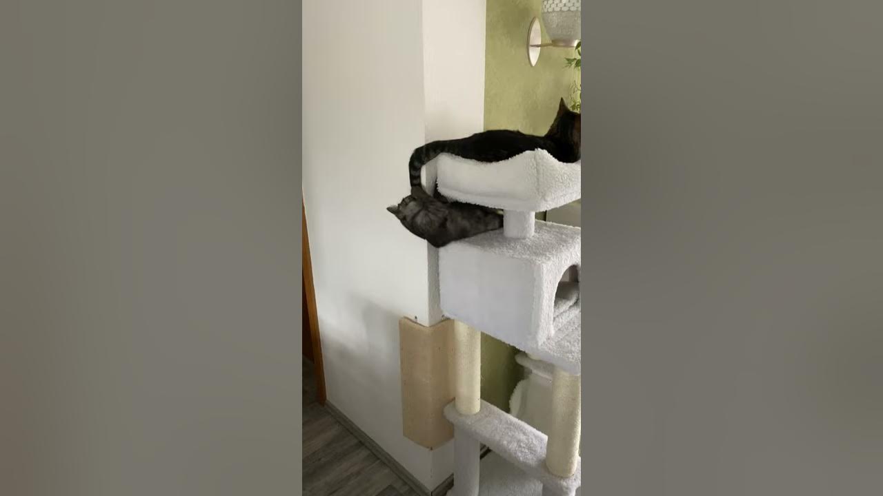 Video thumbnail for Schwanz haschen im Kratzbaum