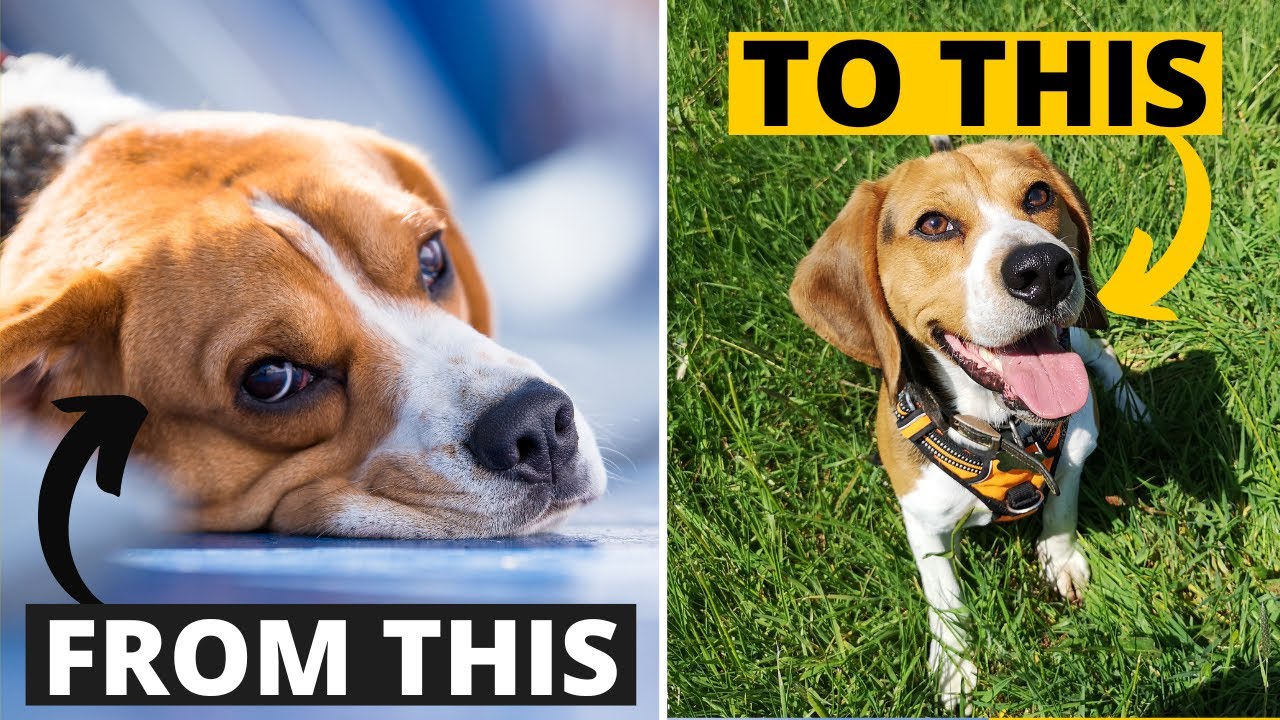 Video thumbnail for How to make your Beagle Confident
