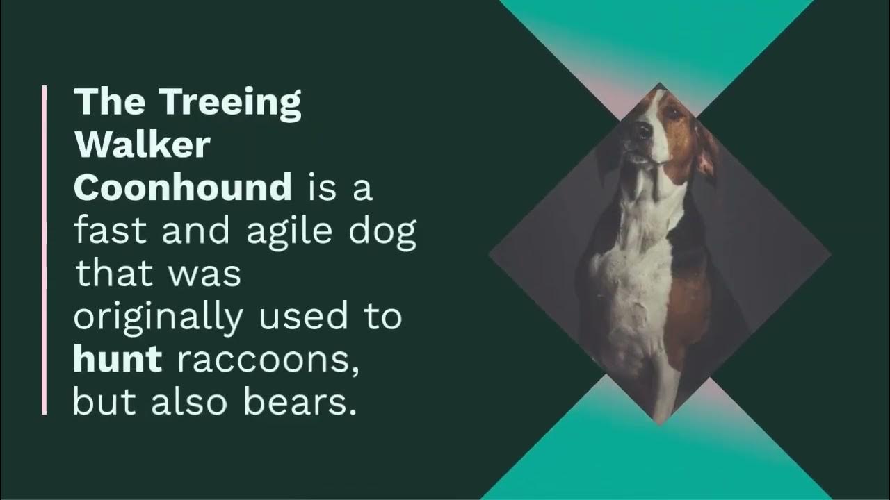 Video thumbnail for Top 10 Dog Breeds Bred for Hunting Bears