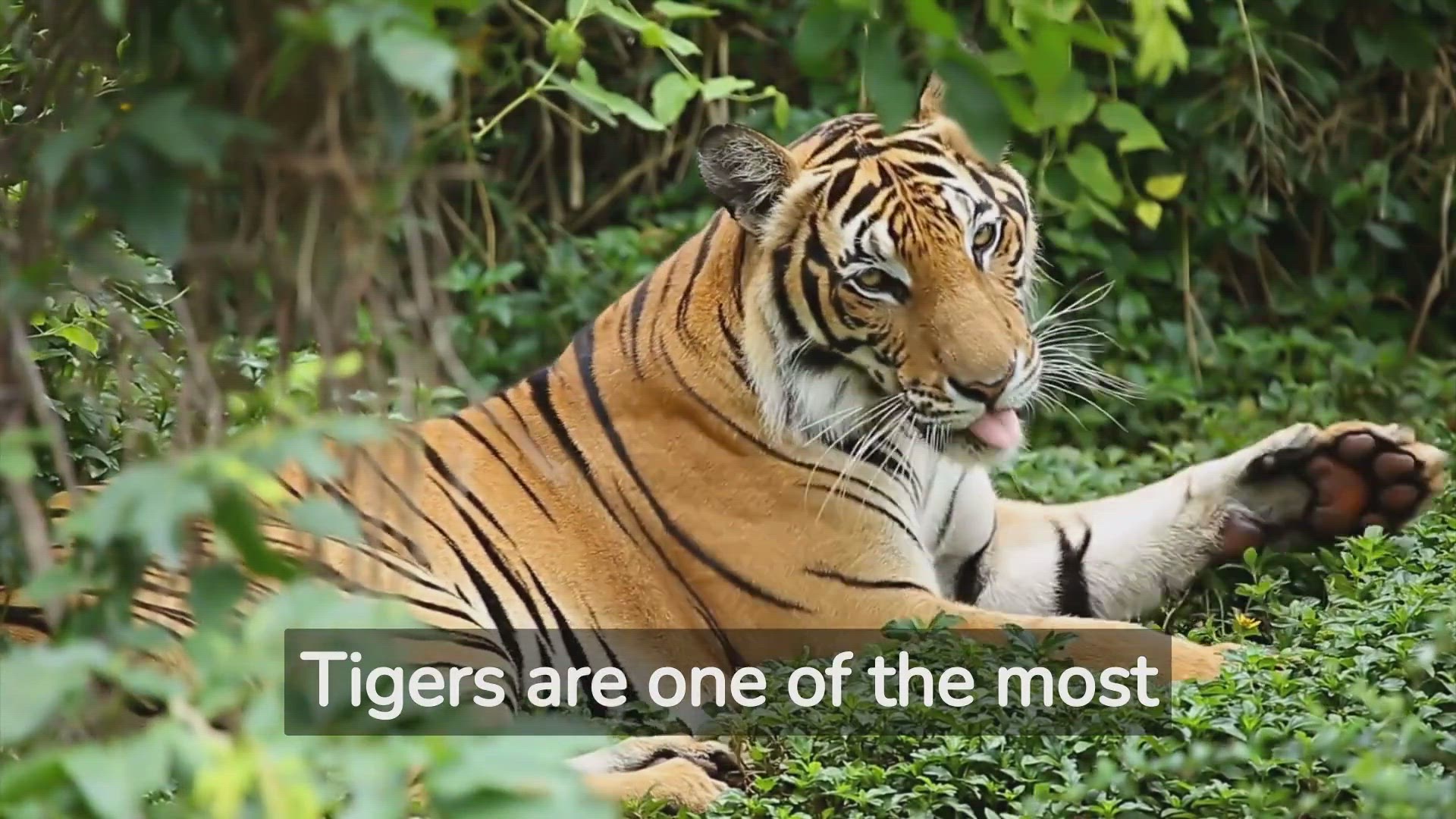 'Video thumbnail for Tigers: The Strikingly Elusive Creatures'