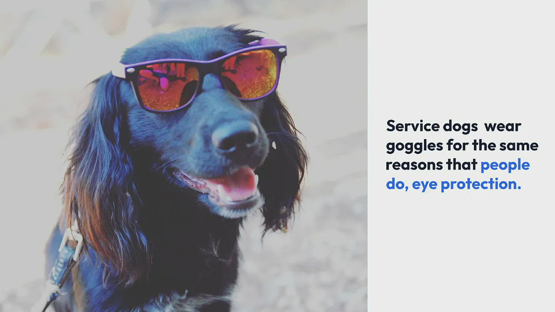 Video thumbnail for Why Do Service Dogs Wear Goggles?