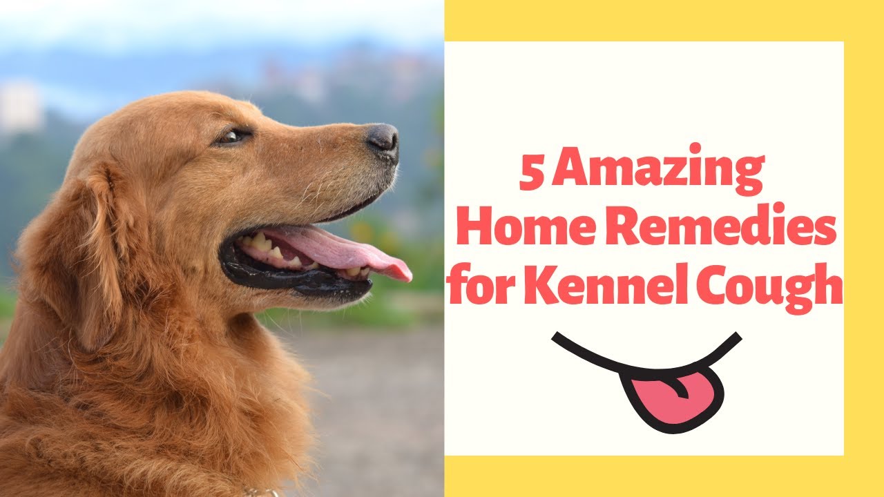 Video thumbnail for 5 Amazing Home Remedies for Kennel Cough