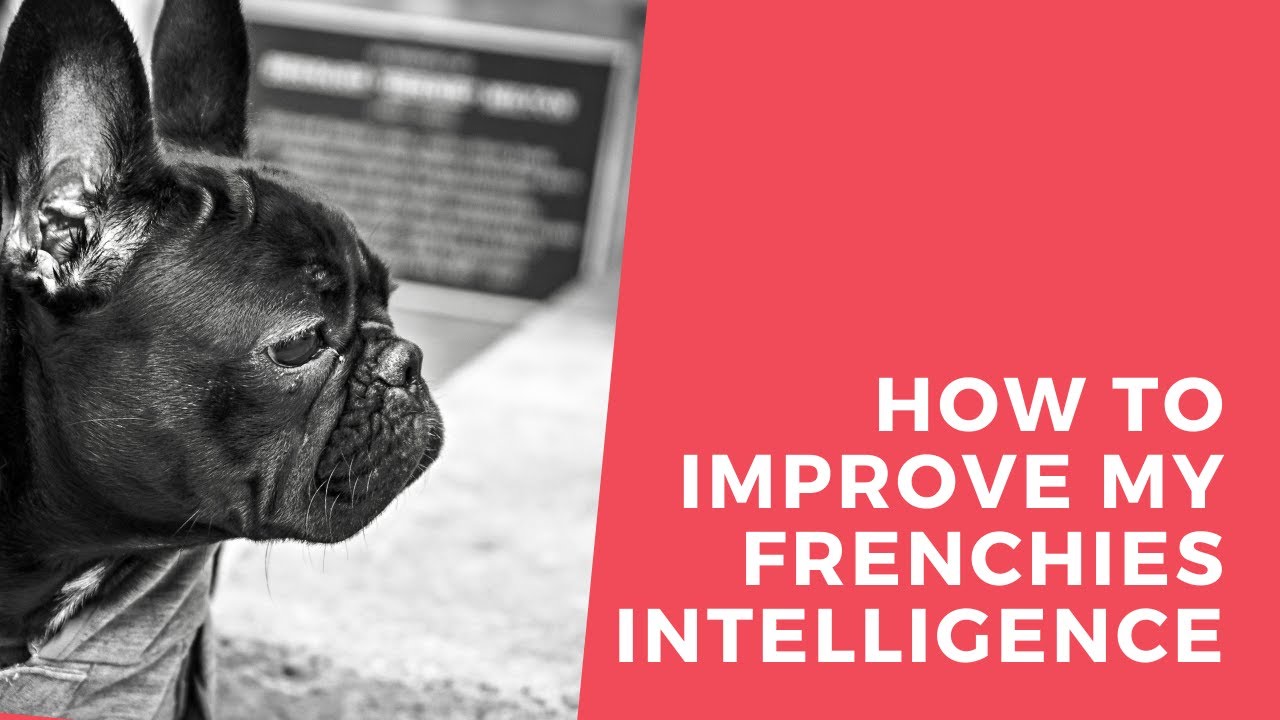 Video thumbnail for How to improve my french bulldogs intelligence