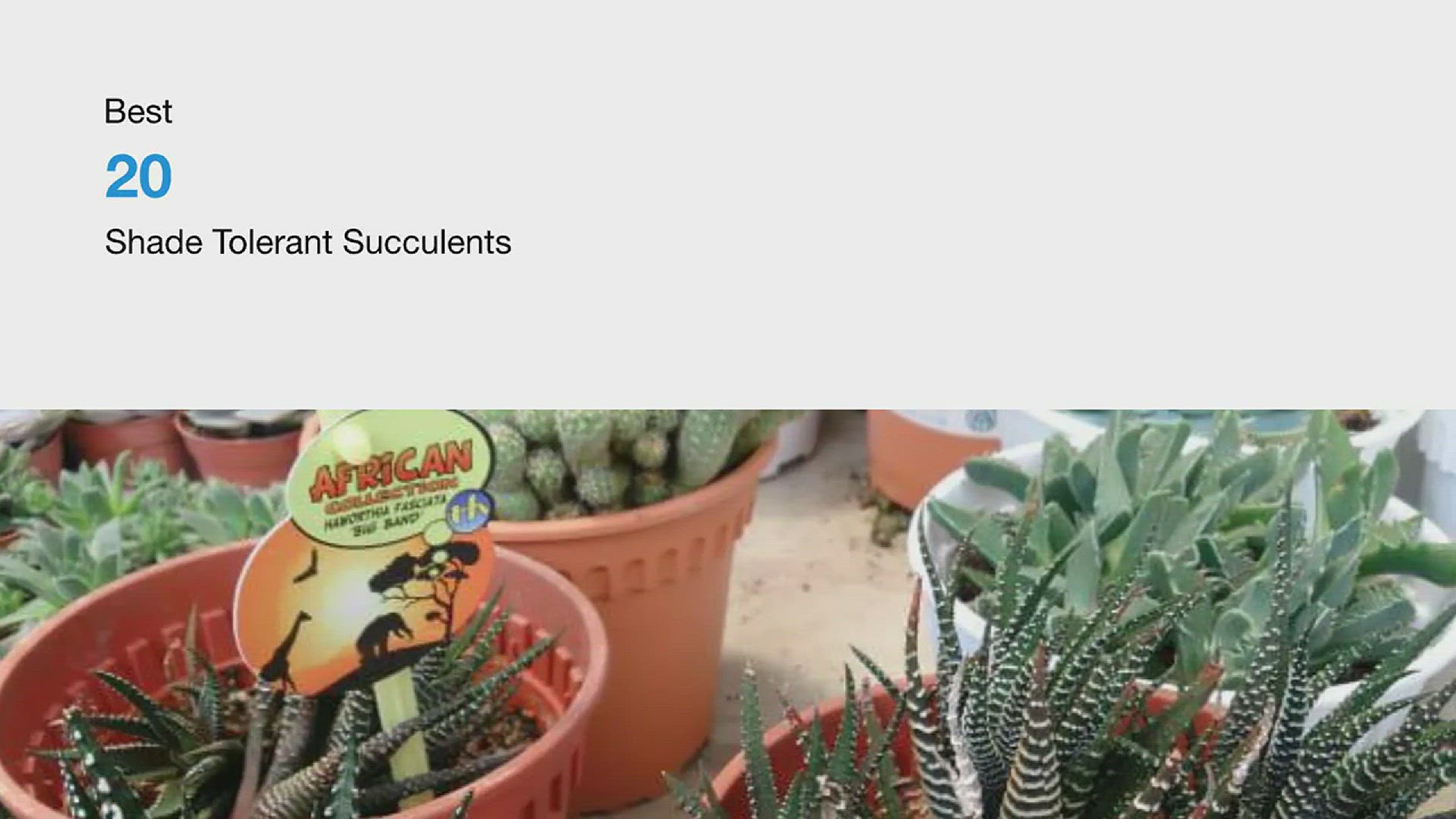 'Video thumbnail for Best 20 Shade Tolerant Succulents'