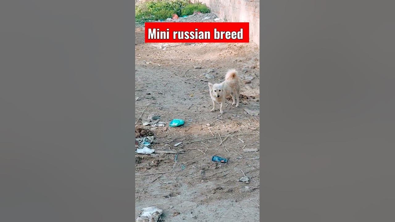 Video thumbnail for Mini russian dog breed #dogs #shorts