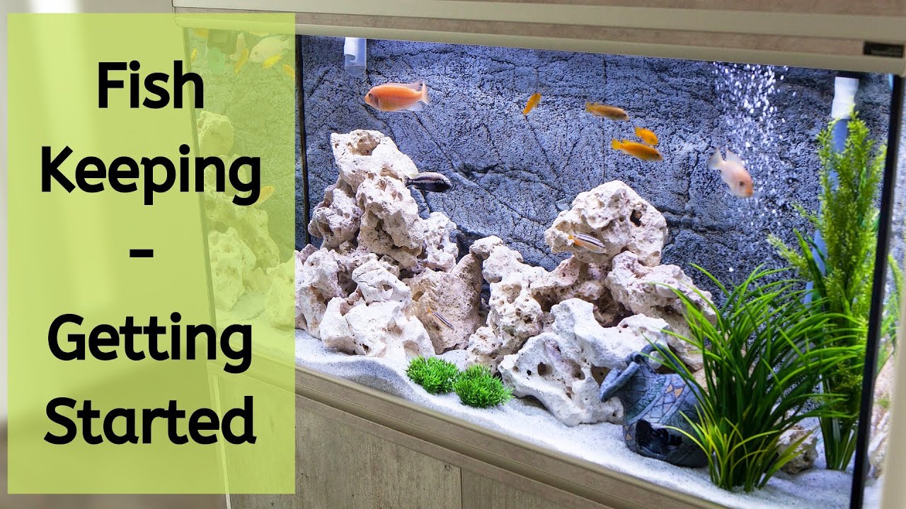 'Video thumbnail for How To Start Tropical Fish Keeping For The First Time | Fish Keeping For Beginners'