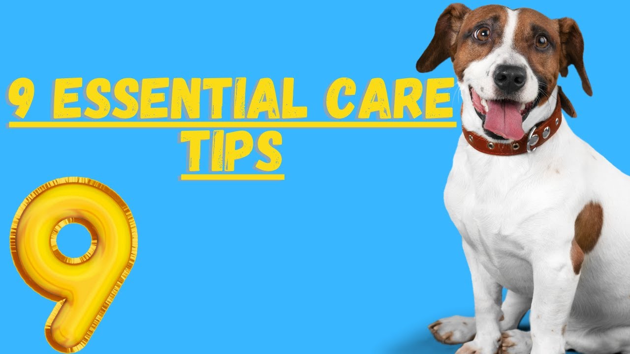 Video thumbnail for Caring For A Jack Russell Terrier (9 Essential Tips)