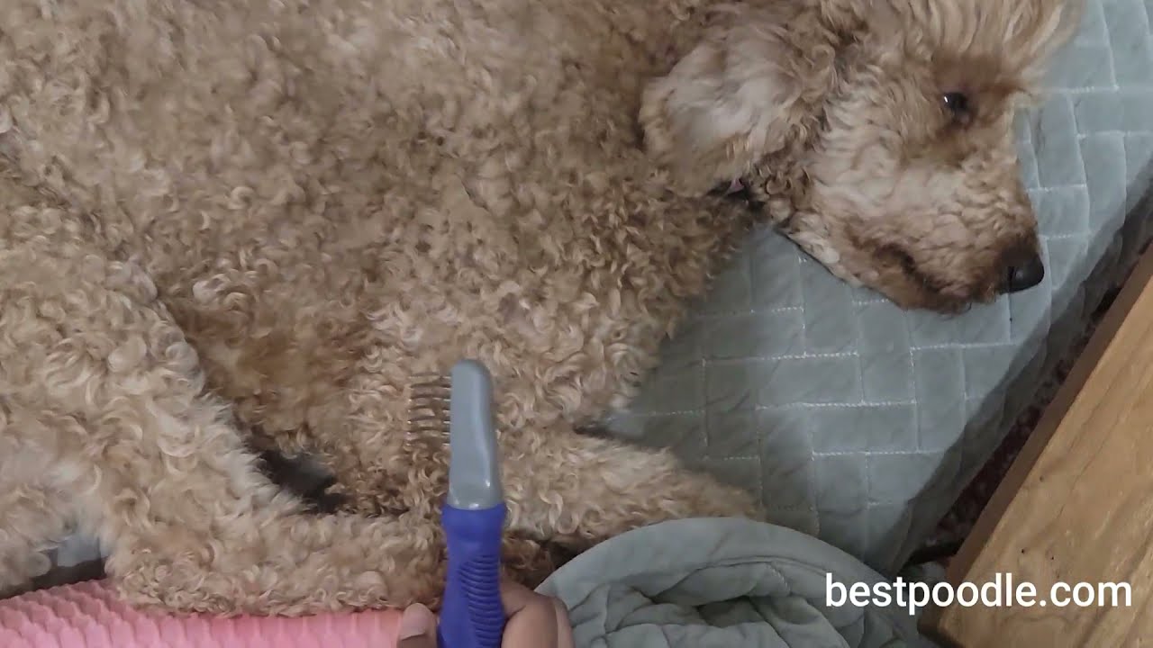 Video thumbnail for HOW TO REMOVE TANGLES AND MATS IN POODLE HAIR