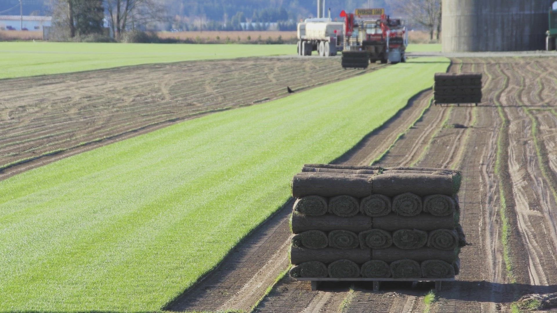 Video thumbnail for Turf Grass Sod Delivery Near me - Baton Rouge Sod