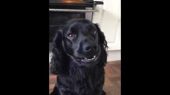 Video thumbnail for Sausage Dog