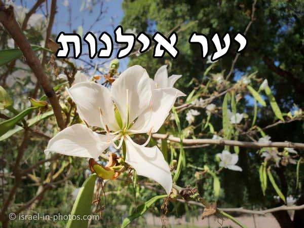 'Video thumbnail for יער אילנות (הארבורטום הלאומי)'