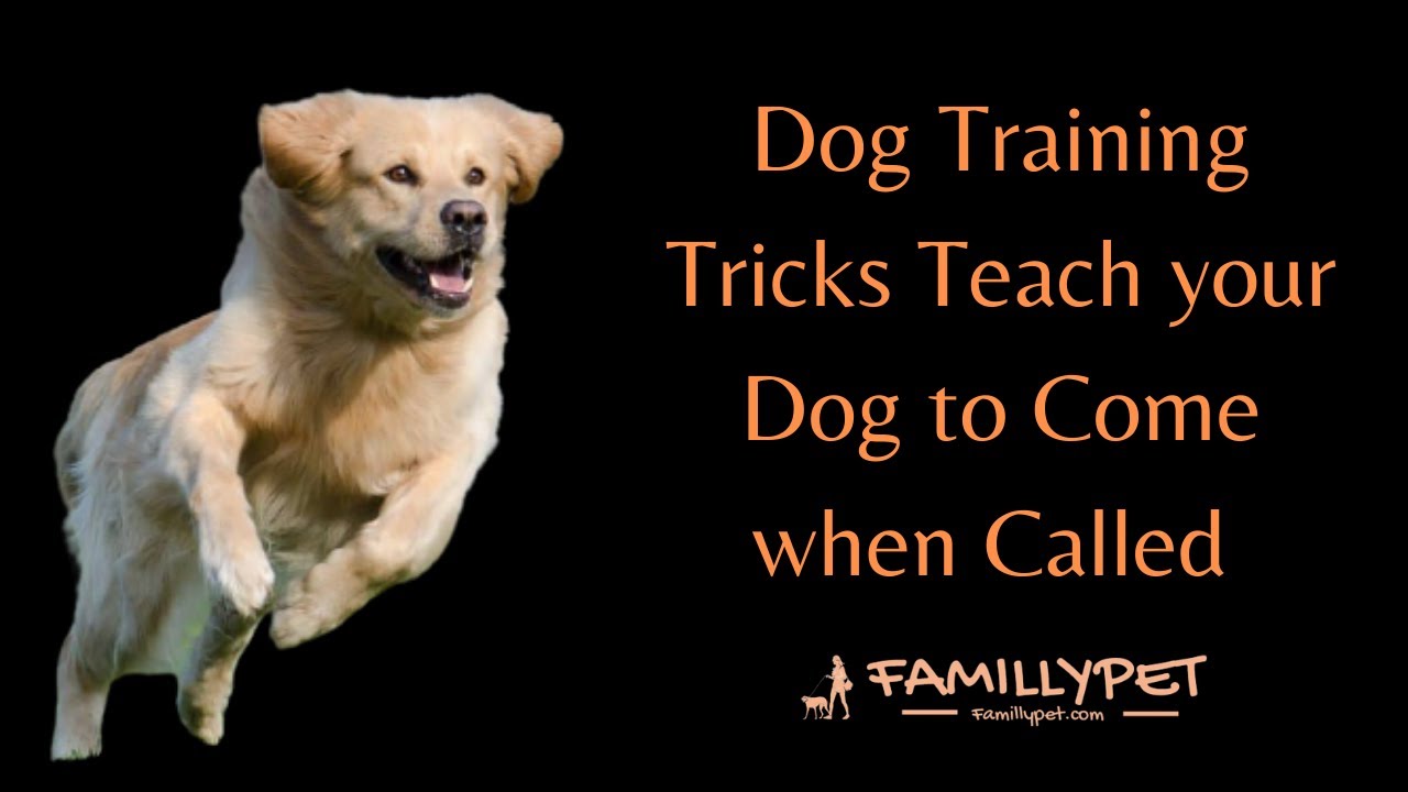 'Video thumbnail for Dog training tricks : Teach your dog to Come when called'