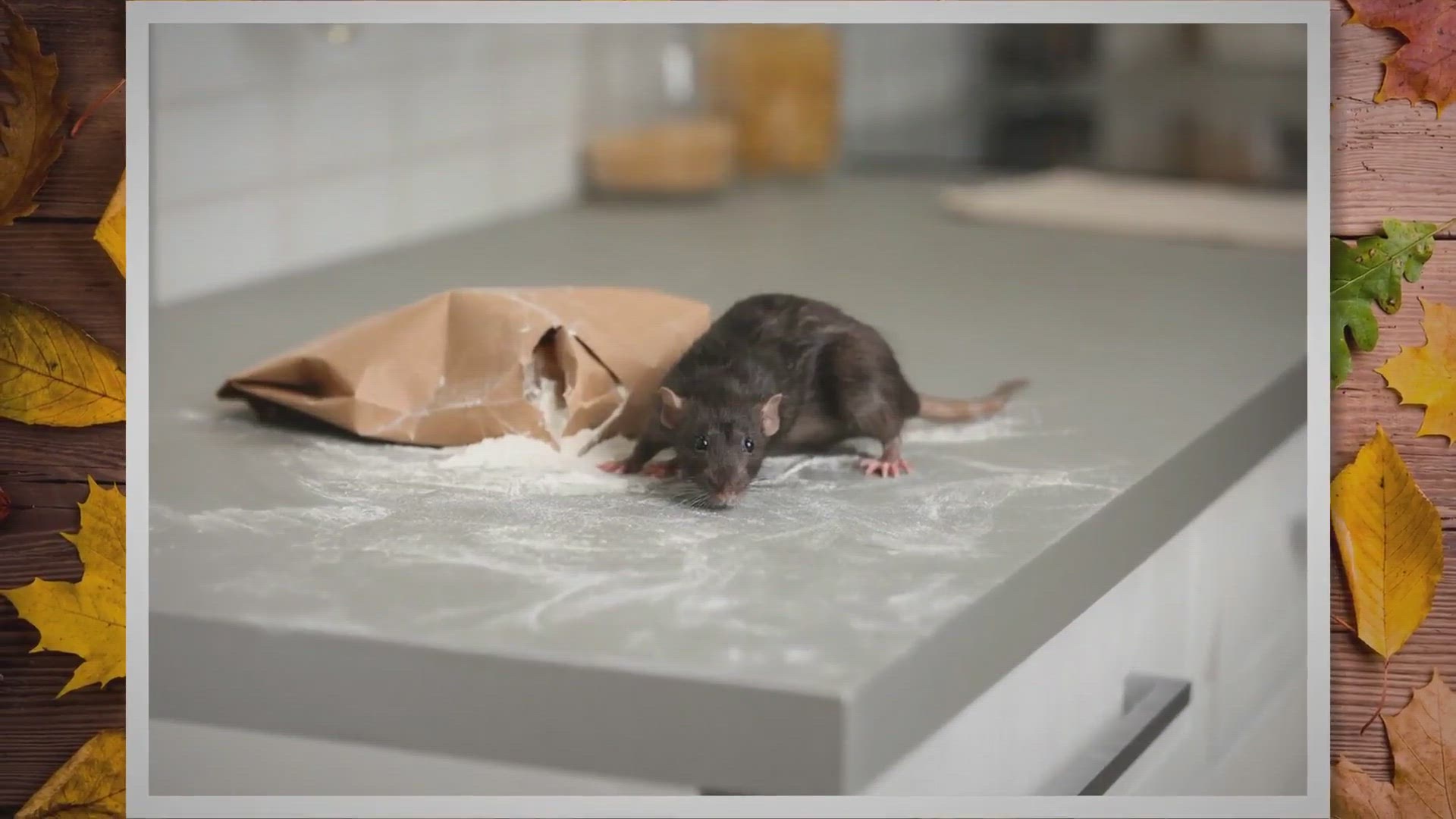 Video thumbnail for 8 Pest Prevention Tips To Keep Autumn Pests At Bay