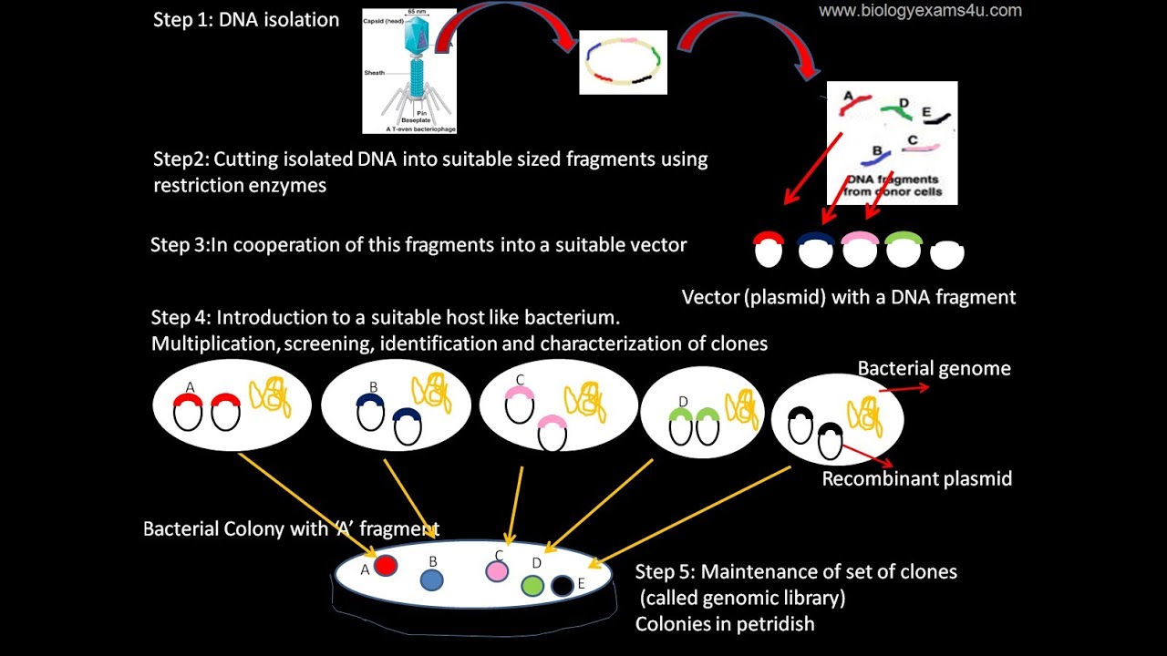 'Video thumbnail for Genomic Library: Definition and Steps in the Construction of Genomic Library'