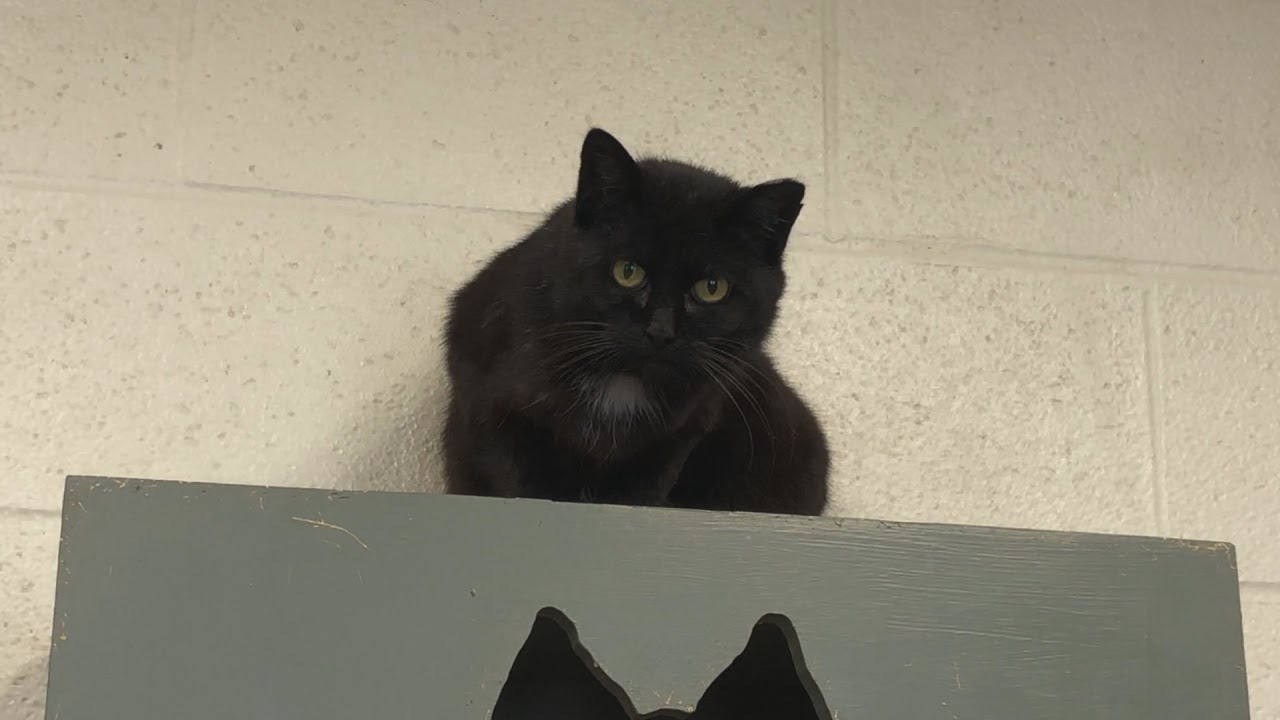 Video thumbnail for Stray Cats Epidemic In Jamestown