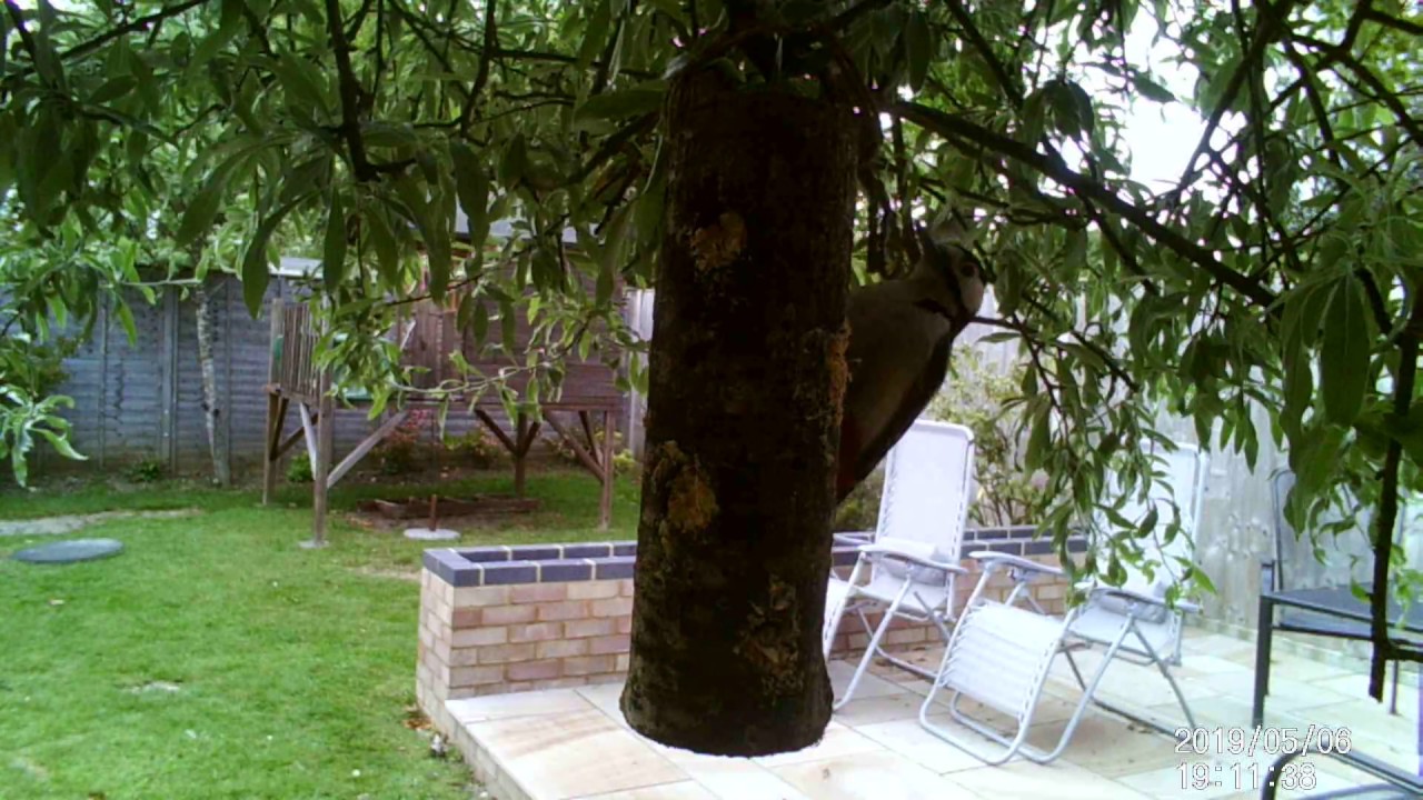 Video thumbnail for Great Spotted Woodpecker On A Log Feeder