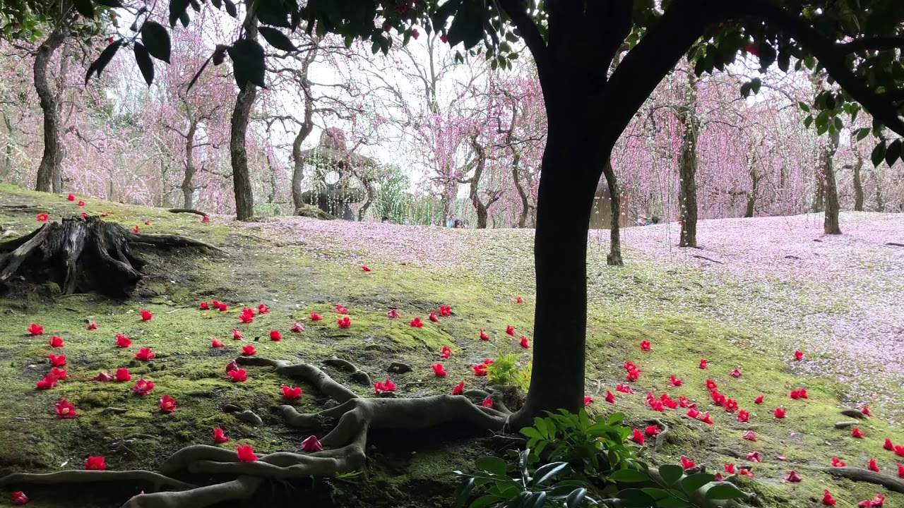 Video thumbnail for 城南宮の梅と椿は最高。癒されたい人におすすめ【オンライン京都旅行】2021年3月6日