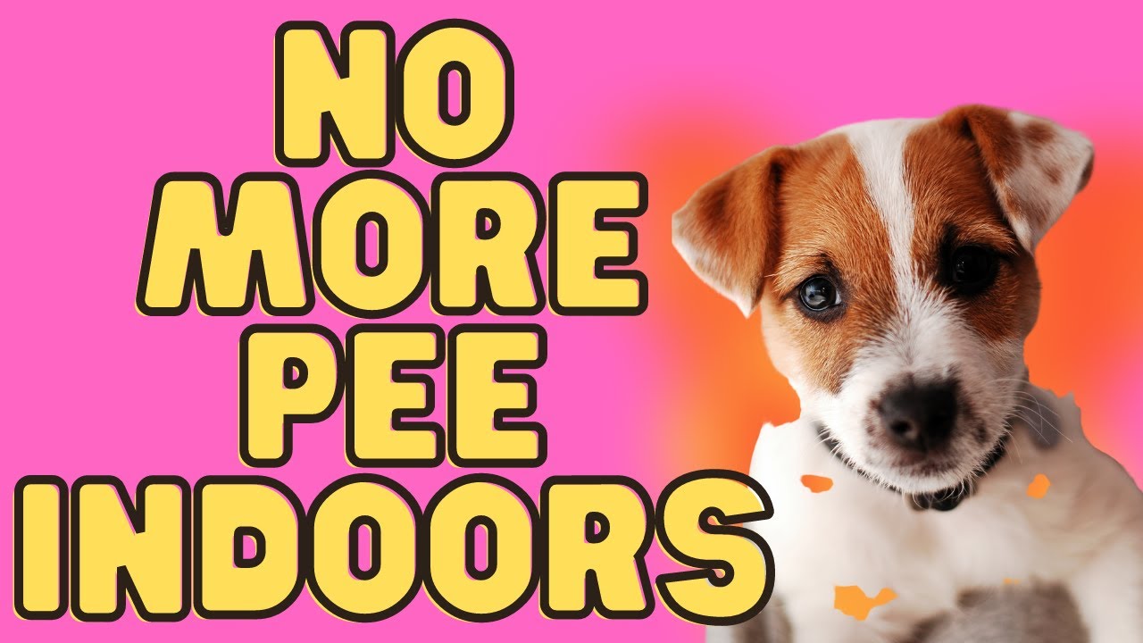 Video thumbnail for How To Get Your Jack Russell Terrier To Stop Peeing Inside (My Top 9 Tips)
