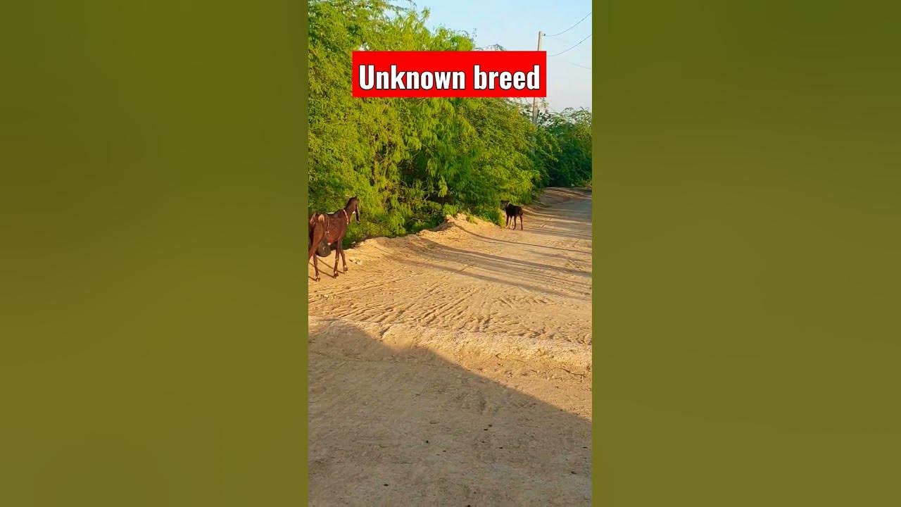 Video thumbnail for Dog with Goats 🐐 #dogs #shorts