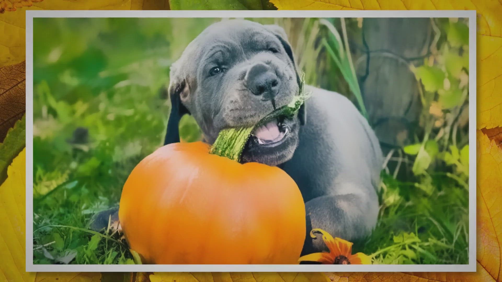 Video thumbnail for Can Dogs Eat Pumpkin? - Article Summary