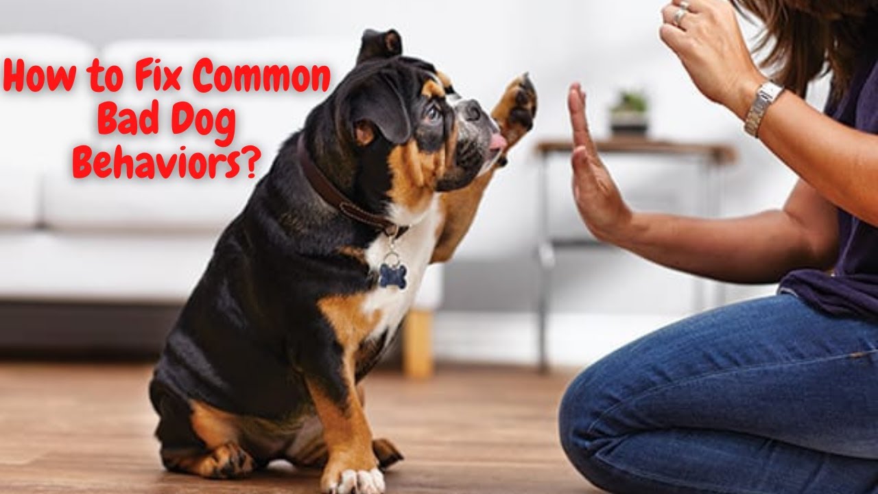 'Video thumbnail for How To Fix Common Bad Dog Behaviors? Training Dog Videos | Dogsforest.com'