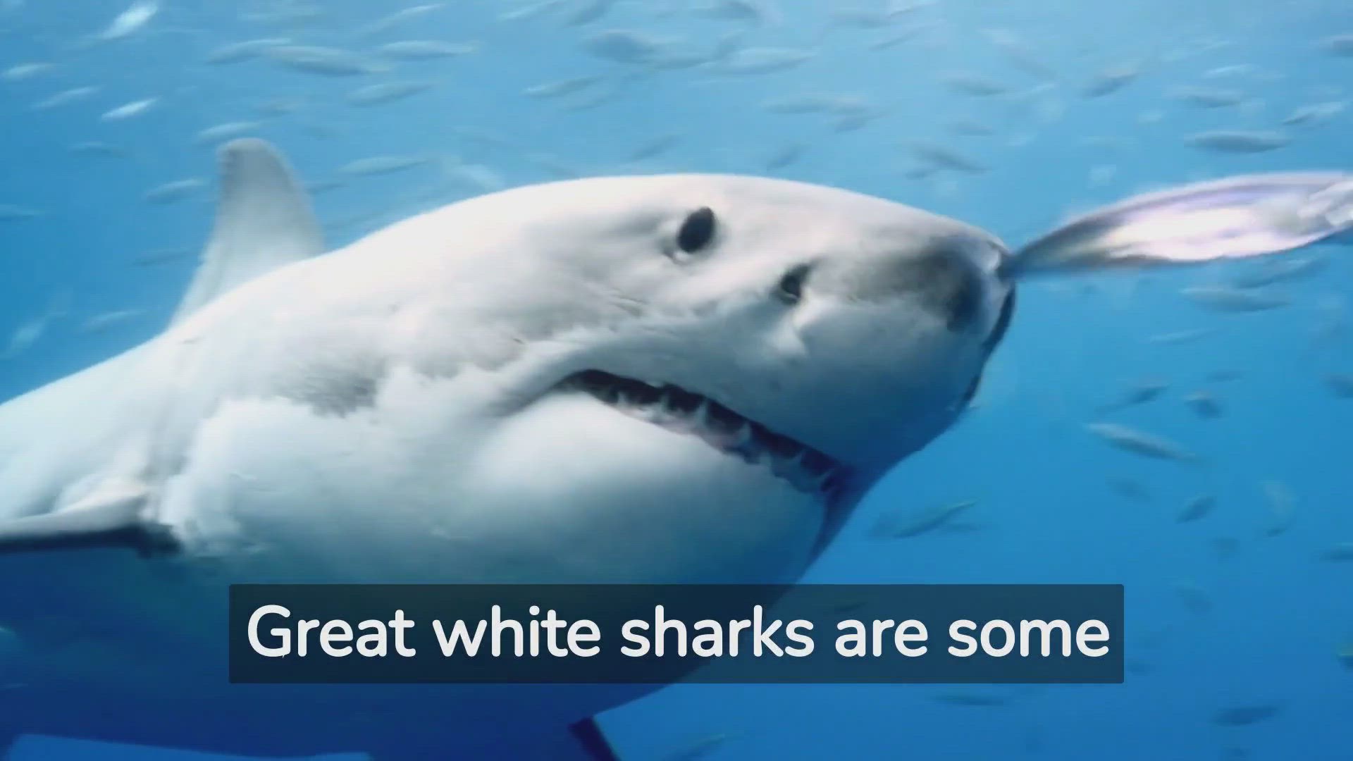 'Video thumbnail for An Inside Look at the Wild World of Great White Sharks!'