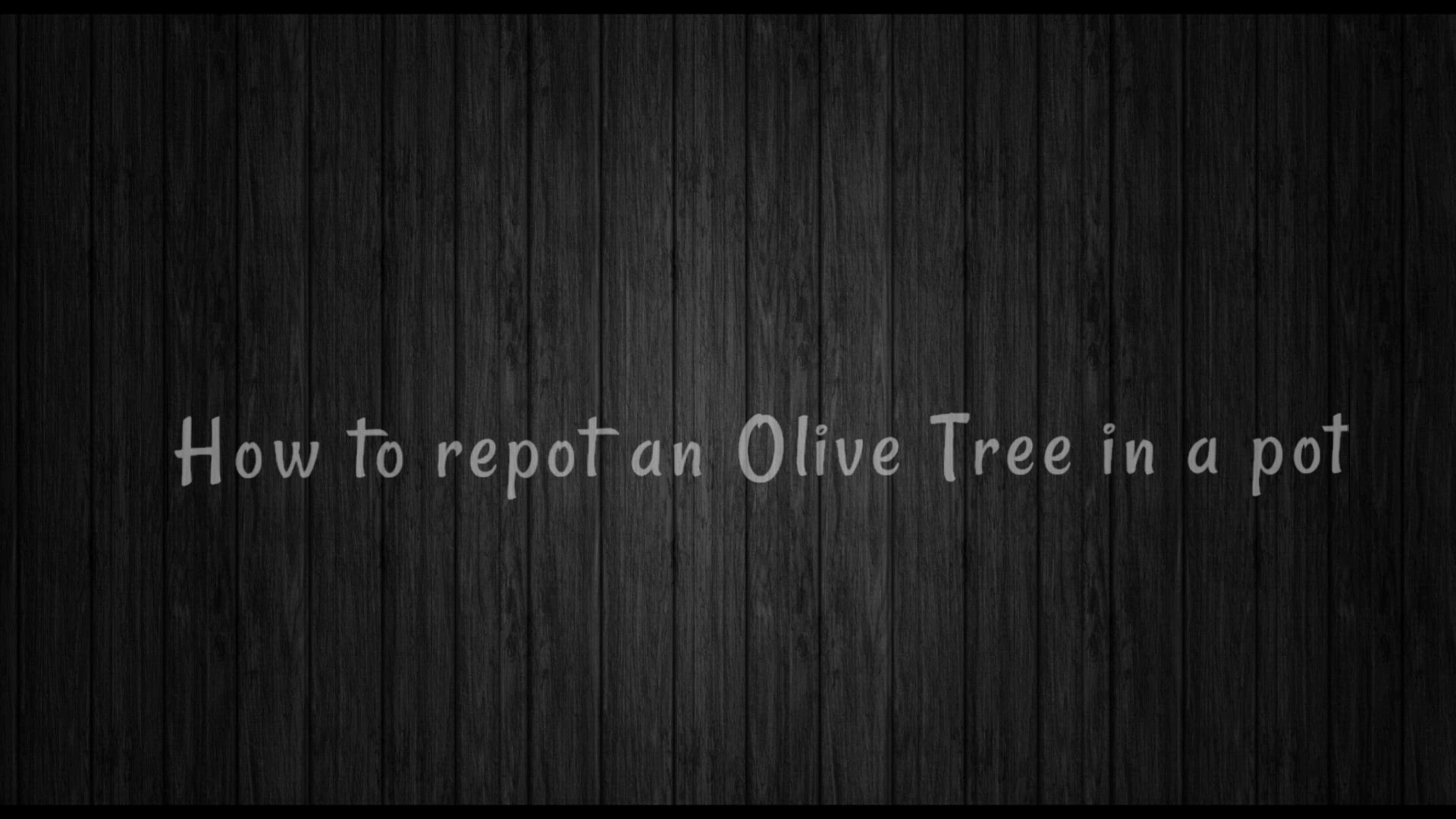 'Video thumbnail for How to Repot Olive Tree in Less Than 5 Minutes!'