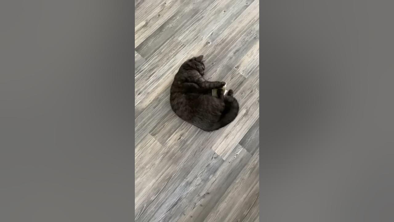 Video thumbnail for Josie spielt mit Baldriankissen