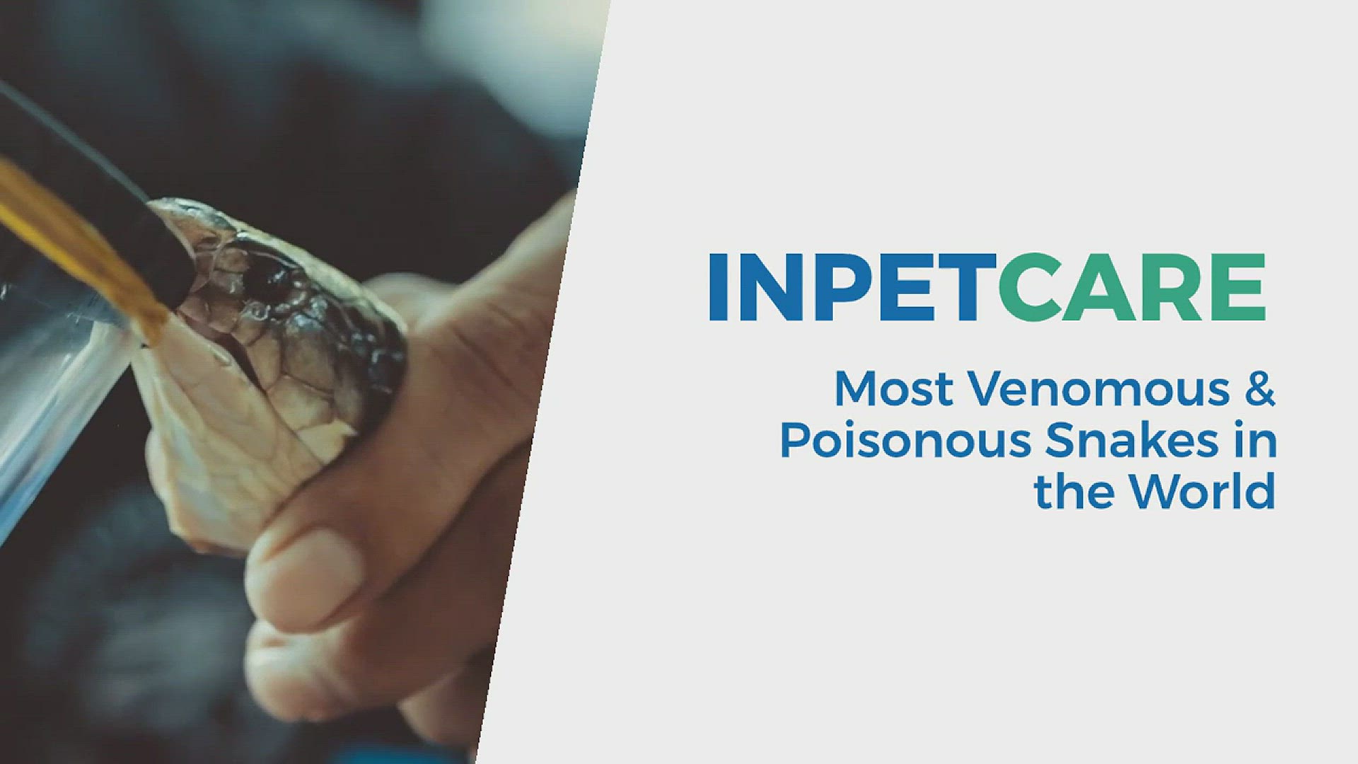 Video thumbnail for Most Poisonous Snakes List