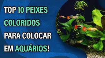 Video thumbnail for Top 10 peixes coloridos para colocar em aquários!