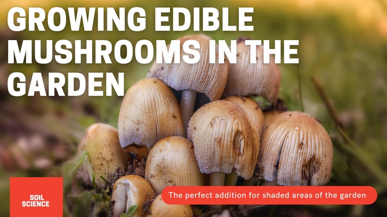 Video thumbnail for Must Have Shade Garden Addition. Growing Edible Mushroom In Your Garden // Crop Series Ep 08