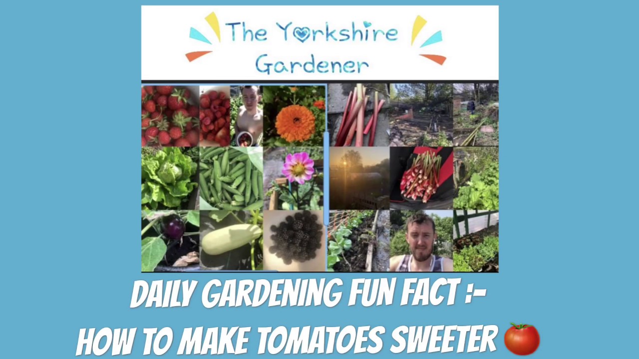 Video thumbnail for 🎥 ✅ “Boost Tomato Flavour Fast 🍅🌿 | Proven Tricks for Sweeter, Tastier Harvests! 🌞✨”