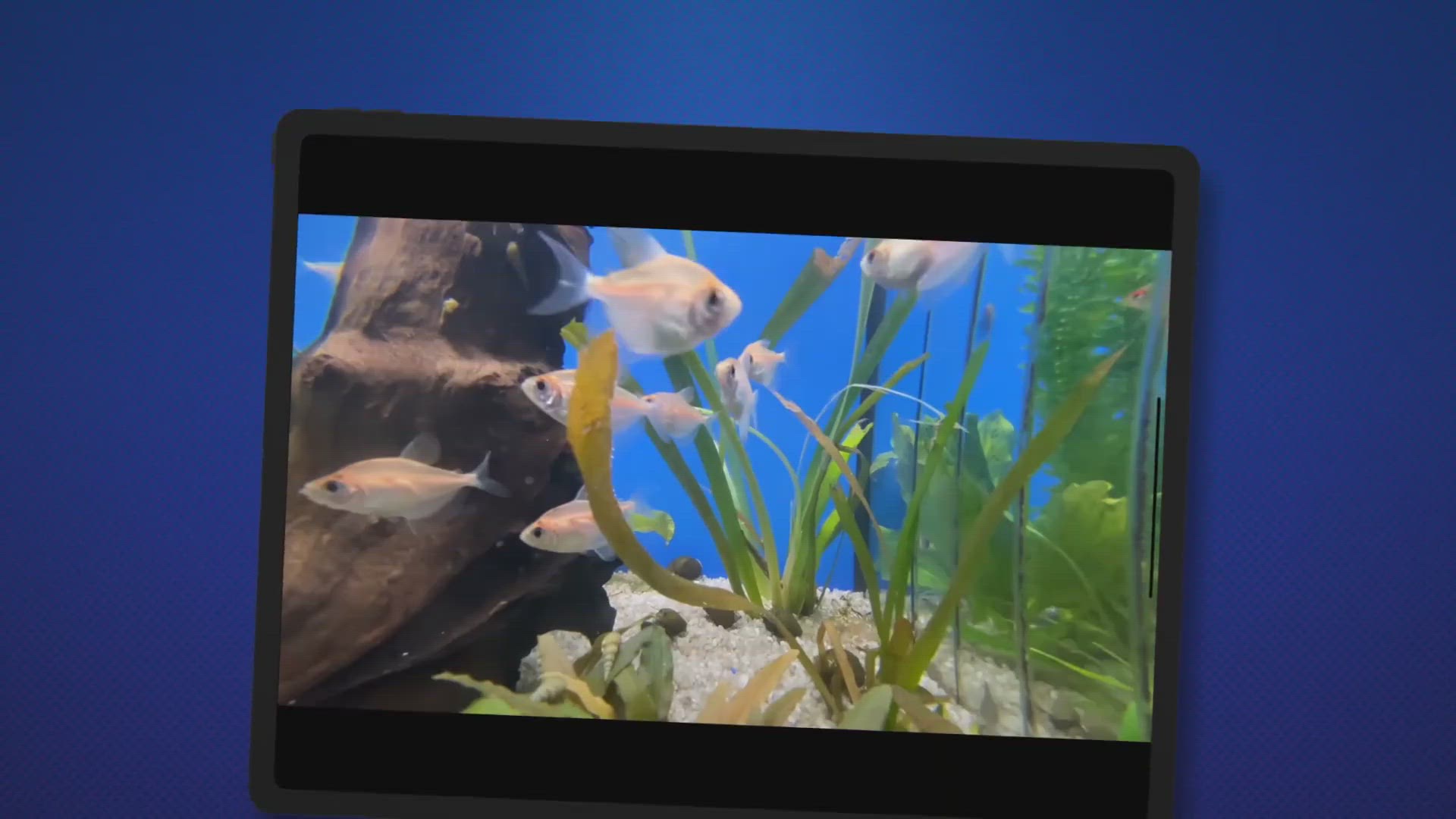 Video thumbnail for How To Use Purigen? (Complete Guide To Set up & Use Purigen)