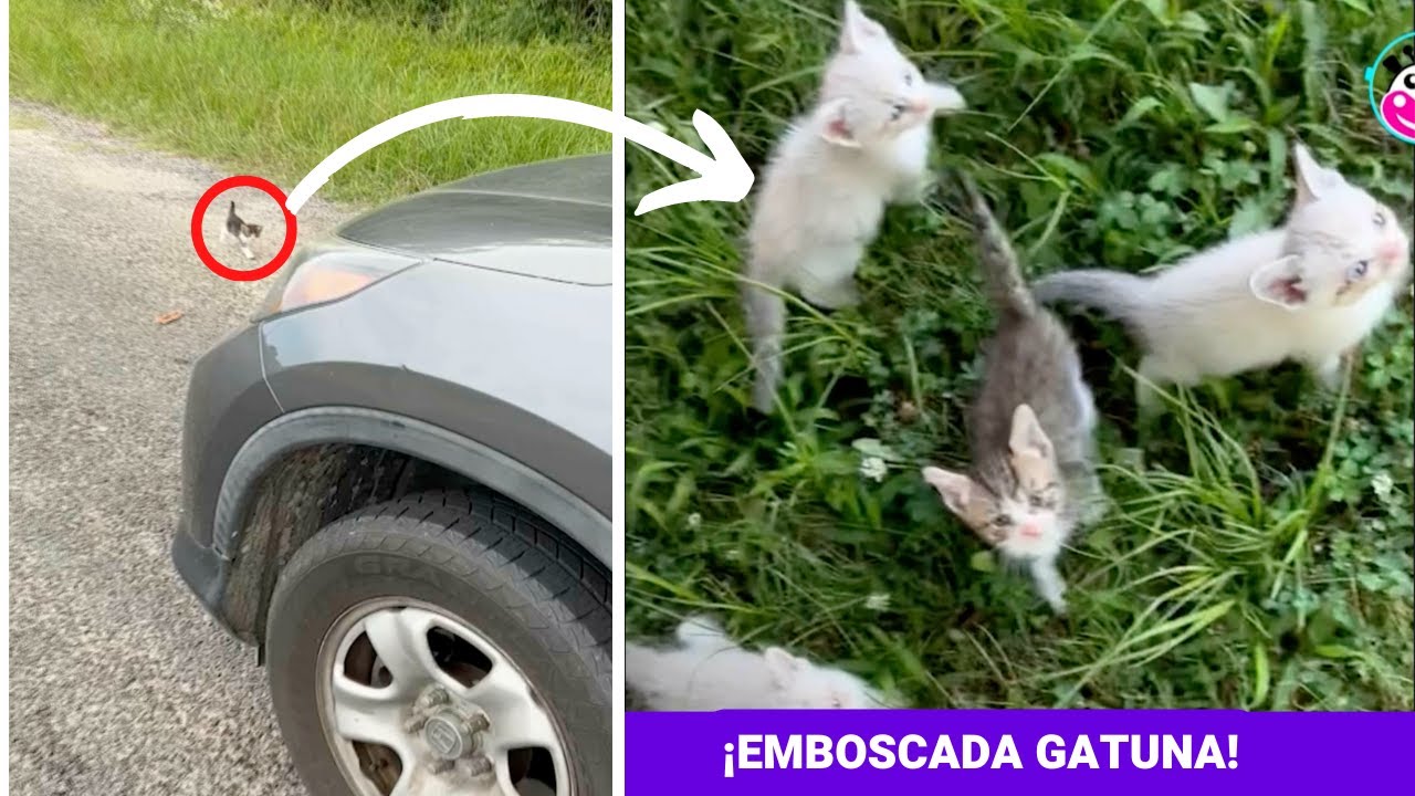 Video thumbnail for Hombre se detiene a salvar a "1 gatito" y le tienden una emboscada 😱😹