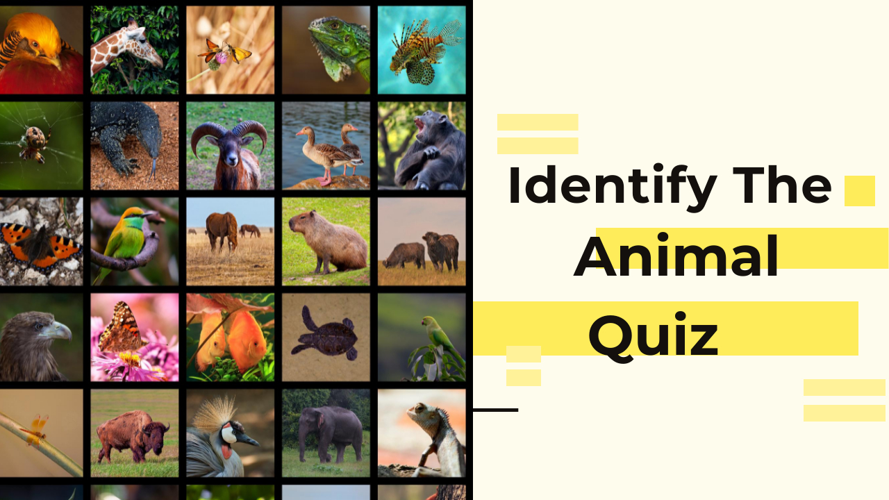 'Video thumbnail for Identify the animal Quiz'