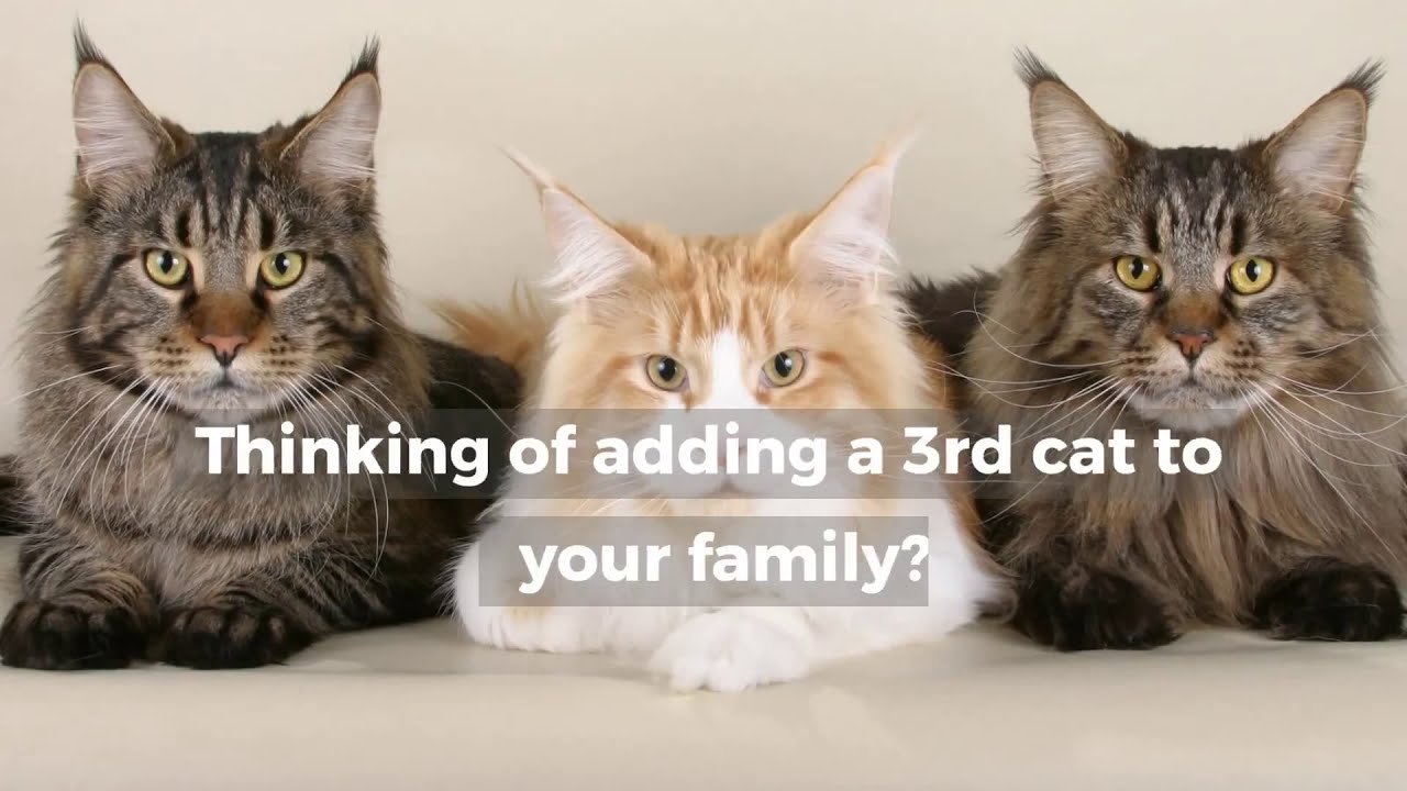 Video thumbnail for WHAT SHOULD I EXPECT WHEN I ADD ANOTHER CAT?