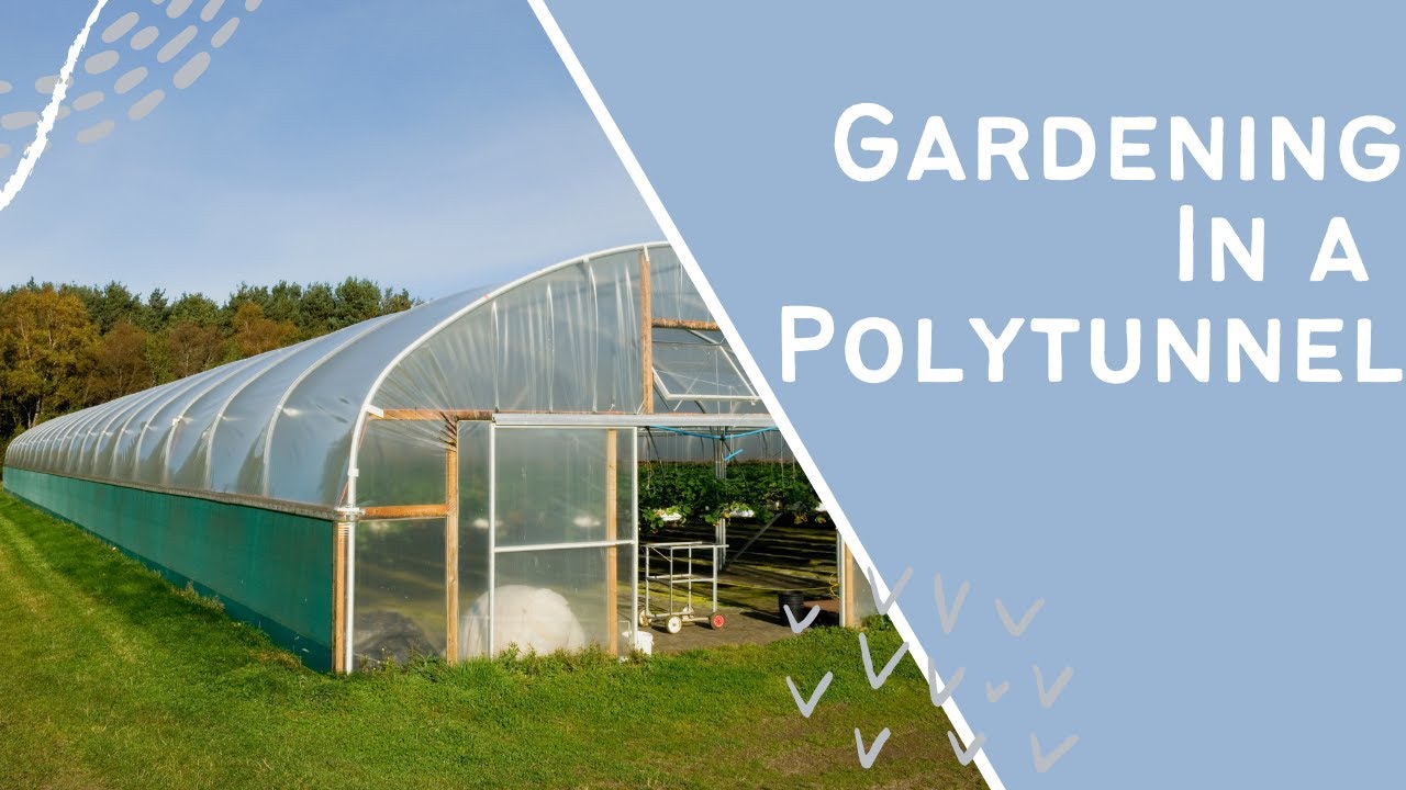 Video thumbnail for 🎥 ✅ Polytunnel Gardening Benefits 🌿🏡 | Complete Guide to Year-Round Growing Success