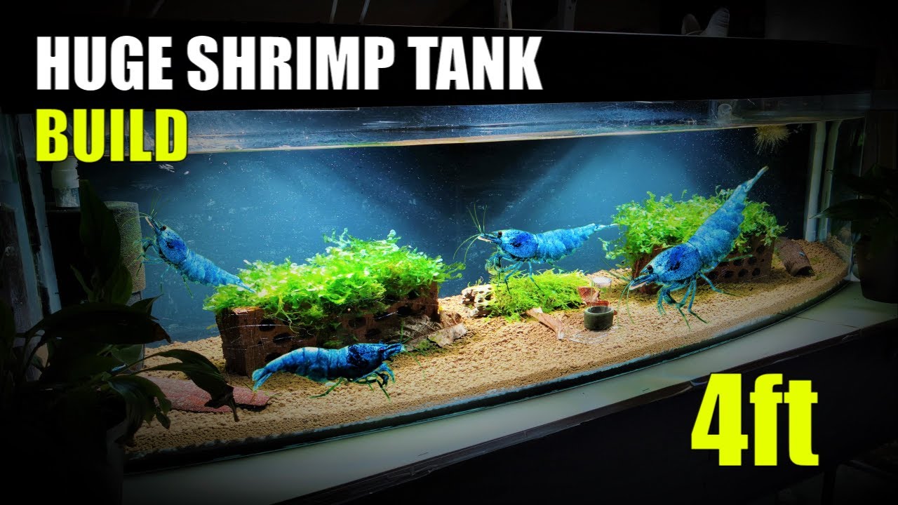 'Video thumbnail for How To Setup up a 250-liter Soft Water Shrimp Tank: Undergravel Filter and Akadama Substrate'